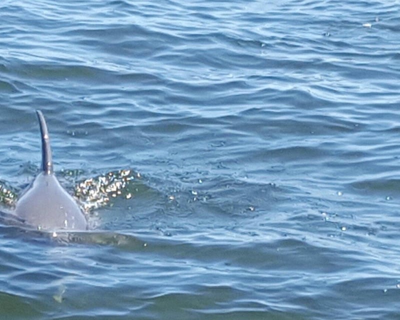 Indian River Lagoon Dolphin Eco Tour in Melbourne