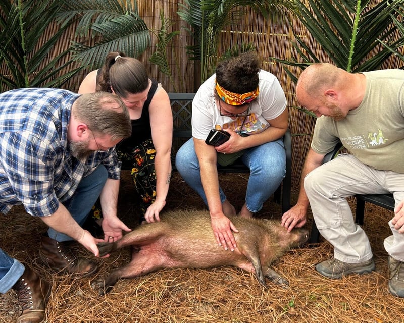 Capybara Encounter in Lamont