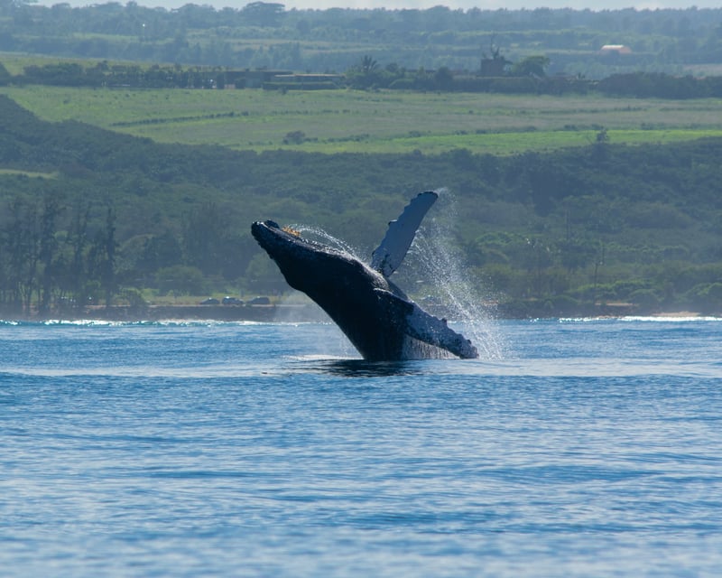 Private Whale Watching Charter From Haleiwa