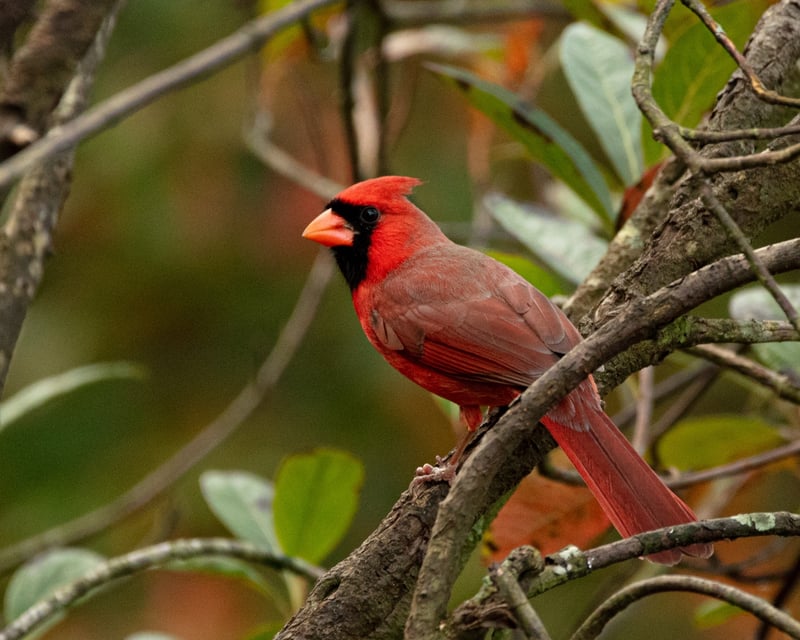 1-on-1 Canon Bird Photography Workshop in Grayson, KY