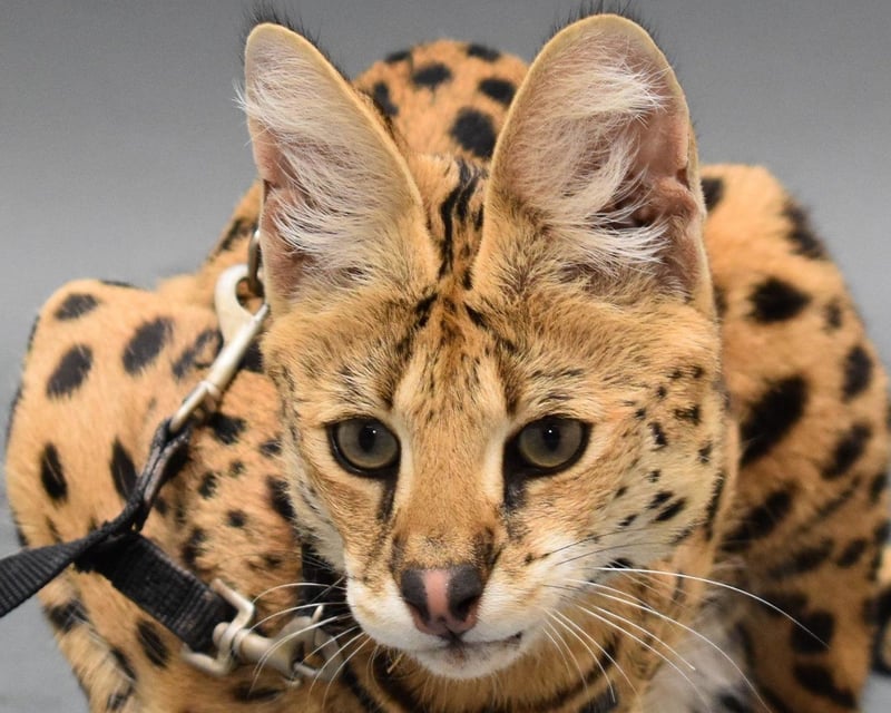 Private Serval Meet & Greet at Downtown Aquarium Denver