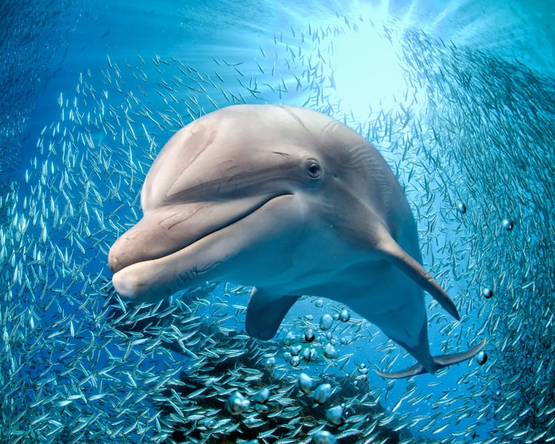 2-Hour St. Augustine Dolphin & Nature Sailing Tour