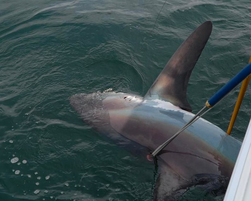 Private Mid & Offshore Shark Fishing Charter in Fair Haven