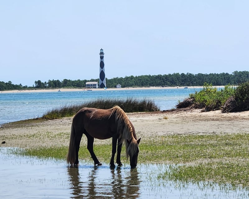 Cape Lookout Wild Horse & Lighthouse Charter