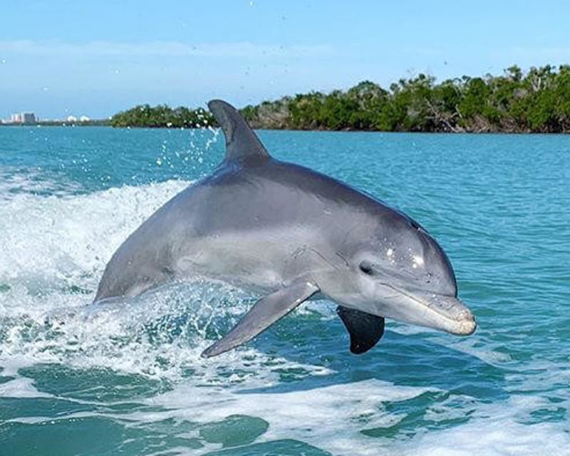 10,000 Islands Shelling & Eco Boat Tour from Marco Island