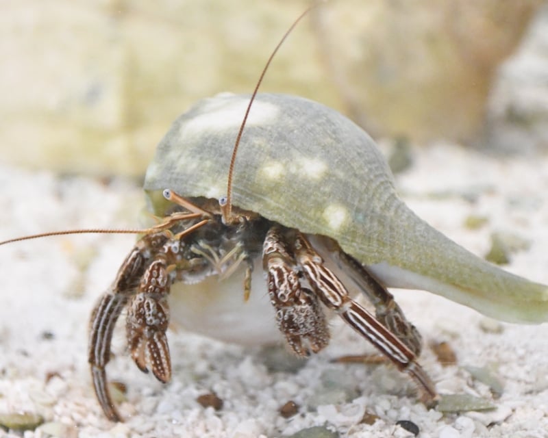 Live Critter Class in Hilton Head Island