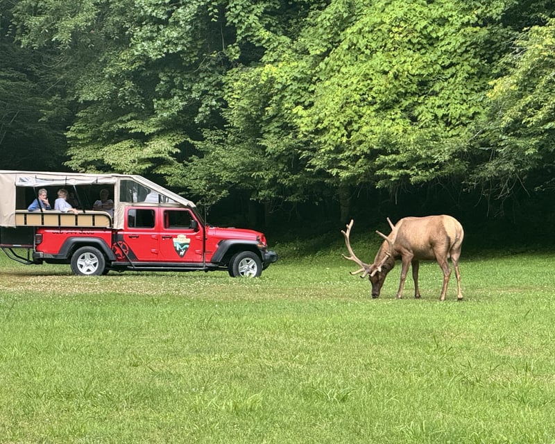 Mingo Falls Elk Jeep Tour