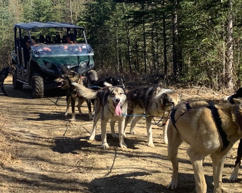 Dog ATV Tour