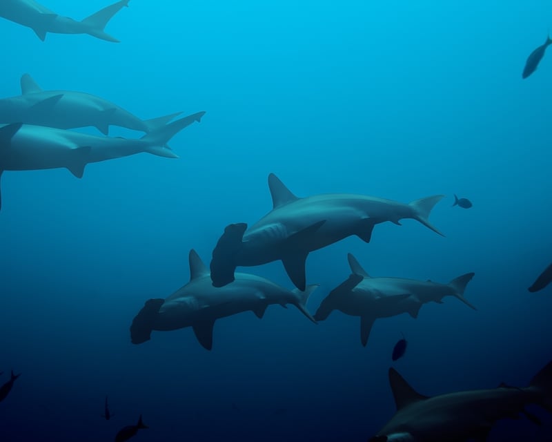 Private Hammerhead Shark Drift Dive Off Molokai