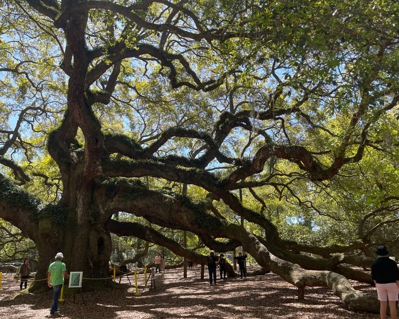 Tour Angel Oak Tree & Historic Charleston