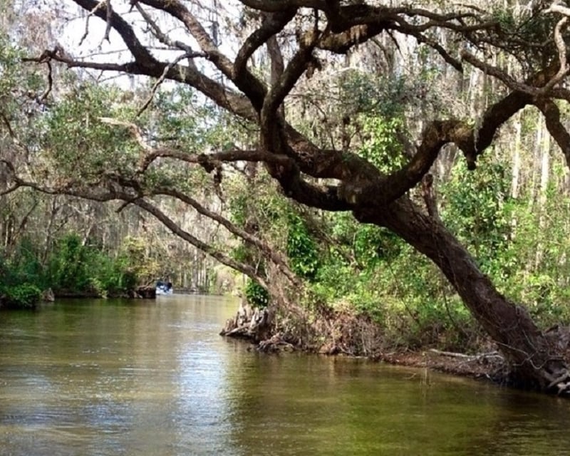 2-Hour Dora Canal Cruise in Mount Dora