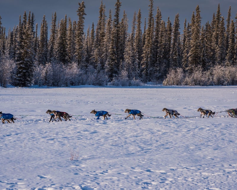 Champion Husky Kennel & Dog Mushing Tour in Big Lake, AK
