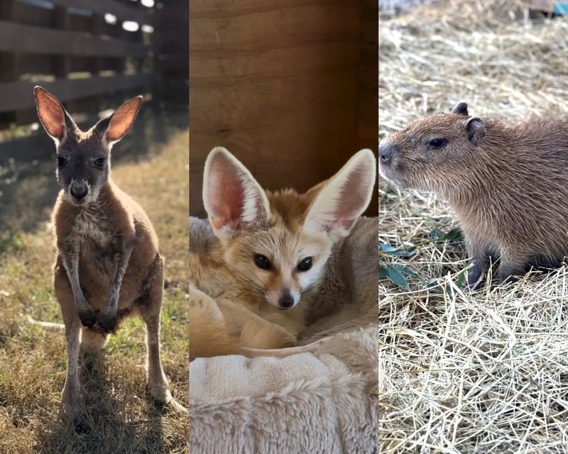 Private Exotic Animal Encounter at Hollywild Animal Preserve