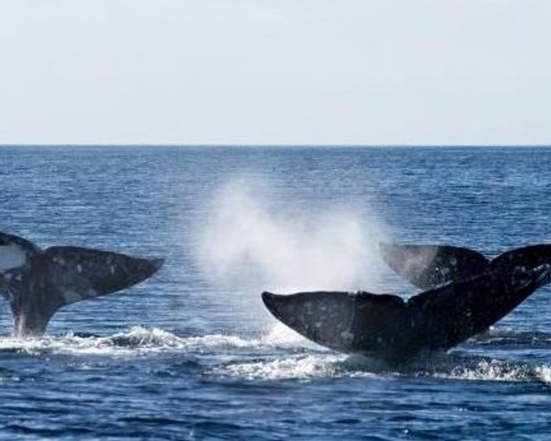 2-Hour Whale & Dolphin Watching Cruise in Oceanside