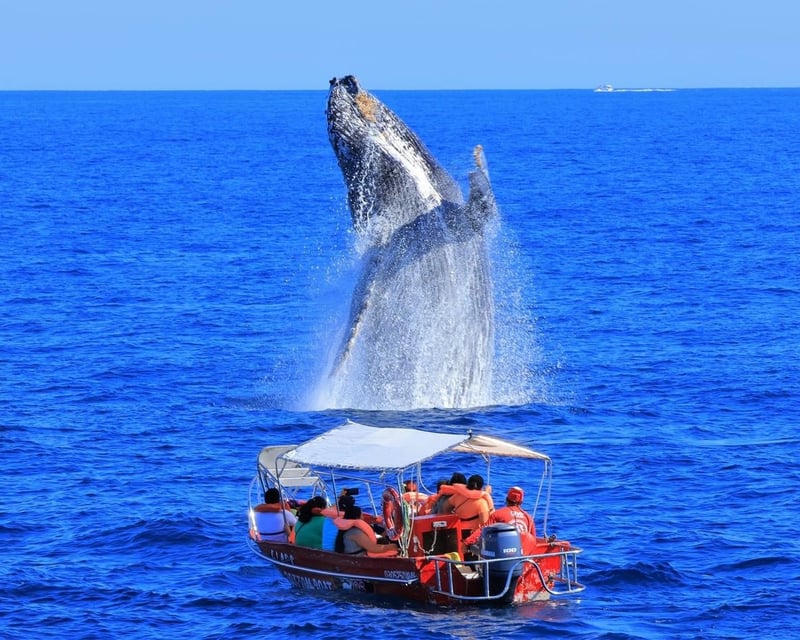 2-Hour Sea Safari Cruise in Cabo San Lucas