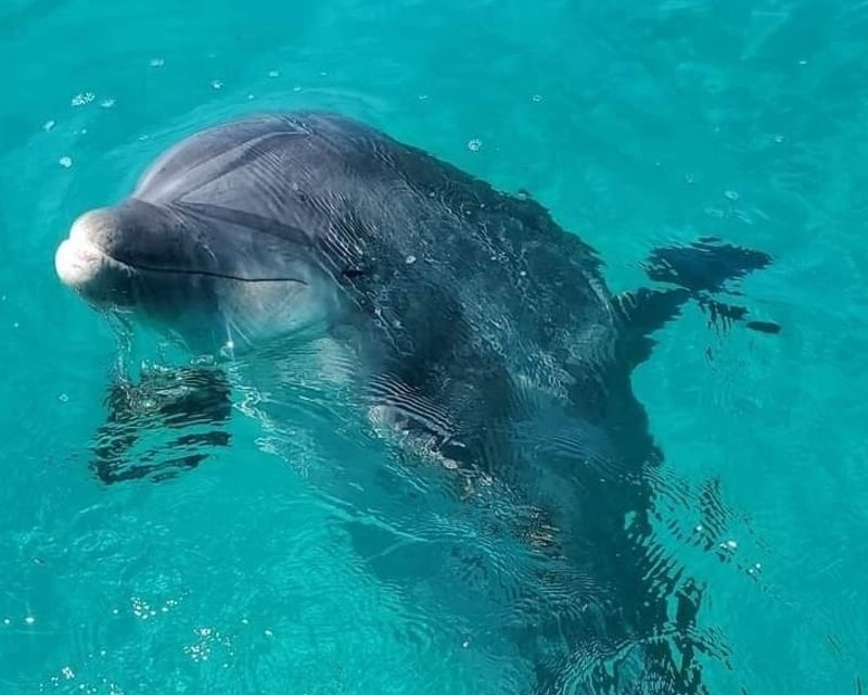 Private Dolphin & Snorkel Tour in Panama City Beach