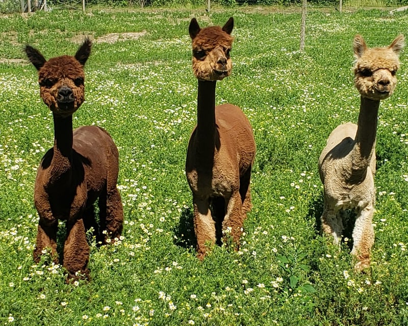 Alpaca Feeding Experience in Carnation