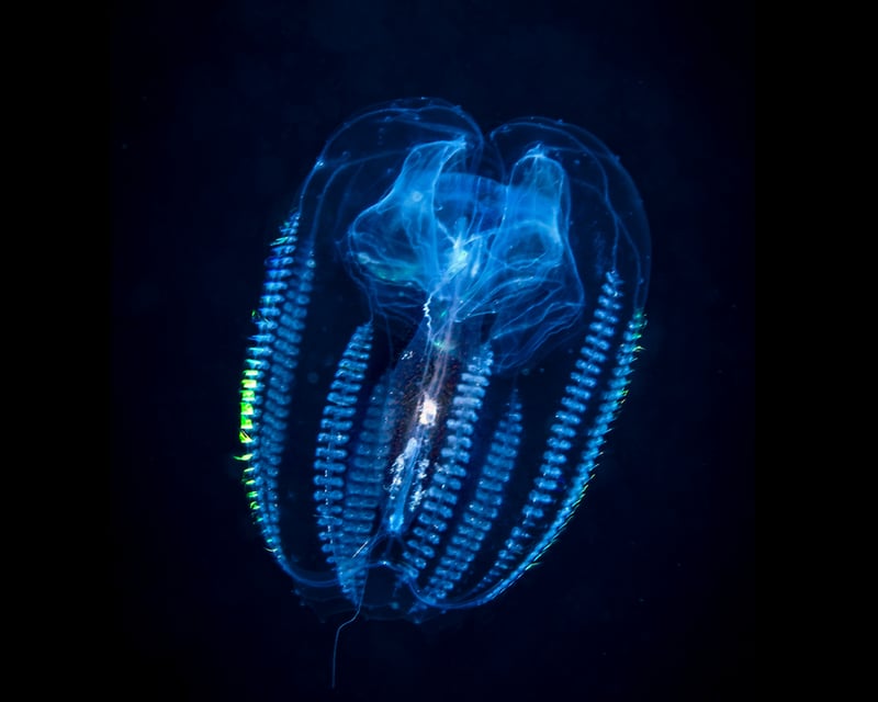 Bioluminescent Comb Jelly Glow Kayak Tour