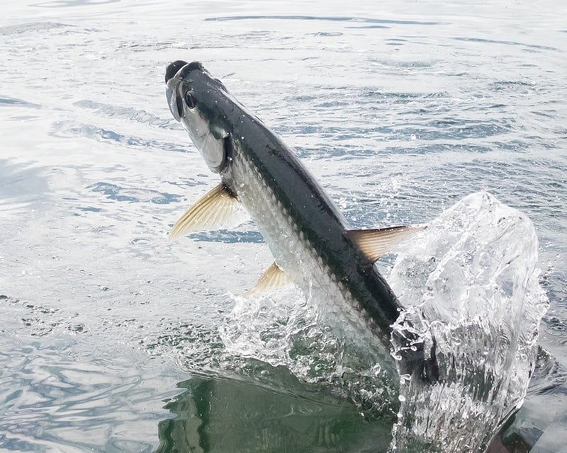 Private Calm-Water Fishing Charter in Port Canaveral