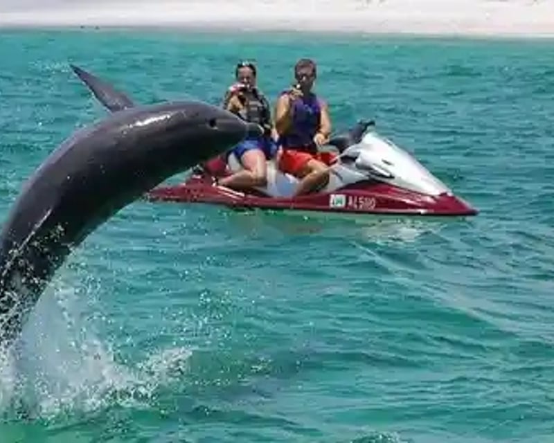 Dolphin Sightings Jet Ski Rental in Sarasota