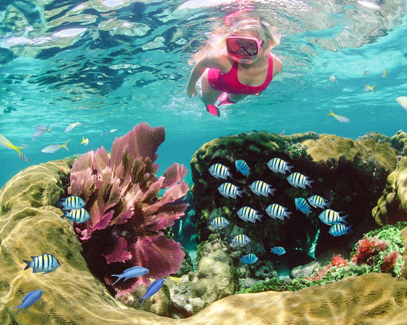 Shallow Coral Reef Snorkel Tour in Key Largo