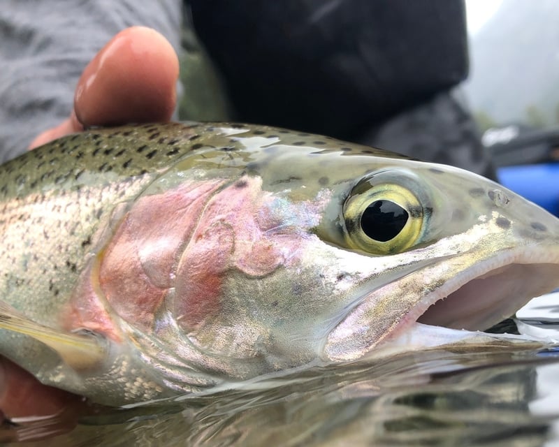 Full-Day Guided Fly Fishing Float on Stehekin River
