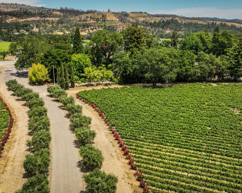 Bike Rental on the Vine Trail From St. Helena