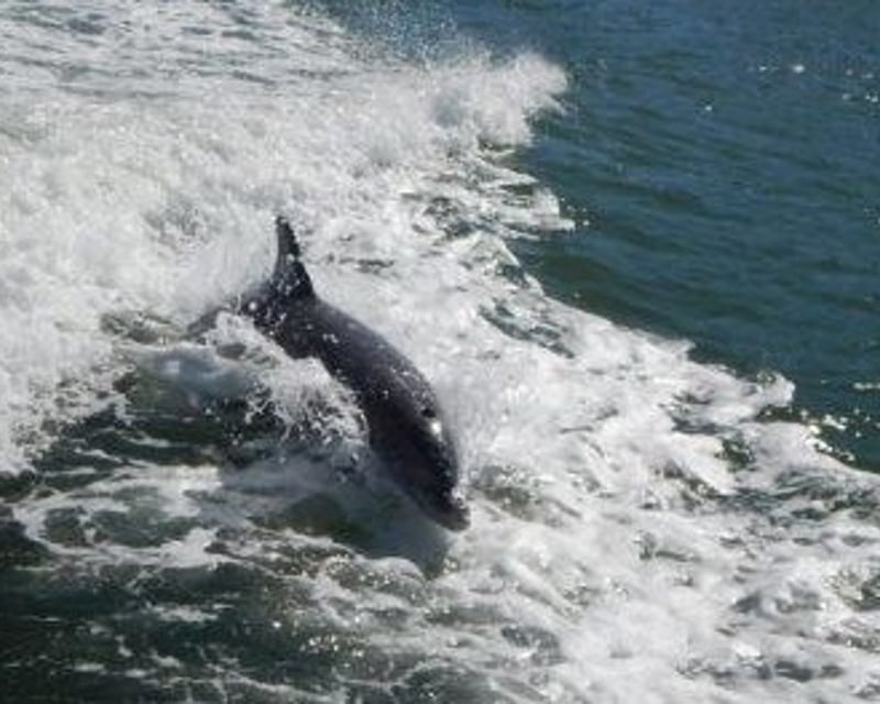 Private Dolphin Tour & Snorkeling in Bradenton Beach