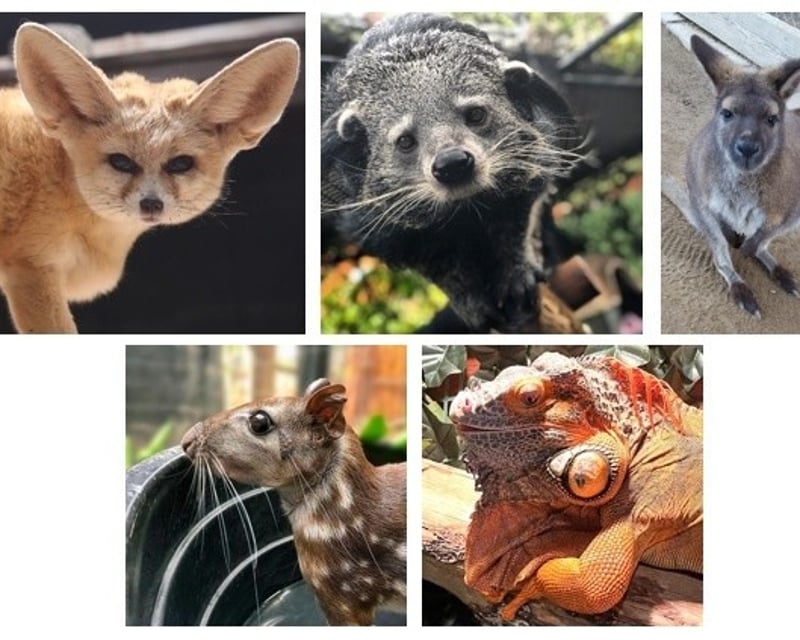 Two-Animal Interaction Tour in Bonsall