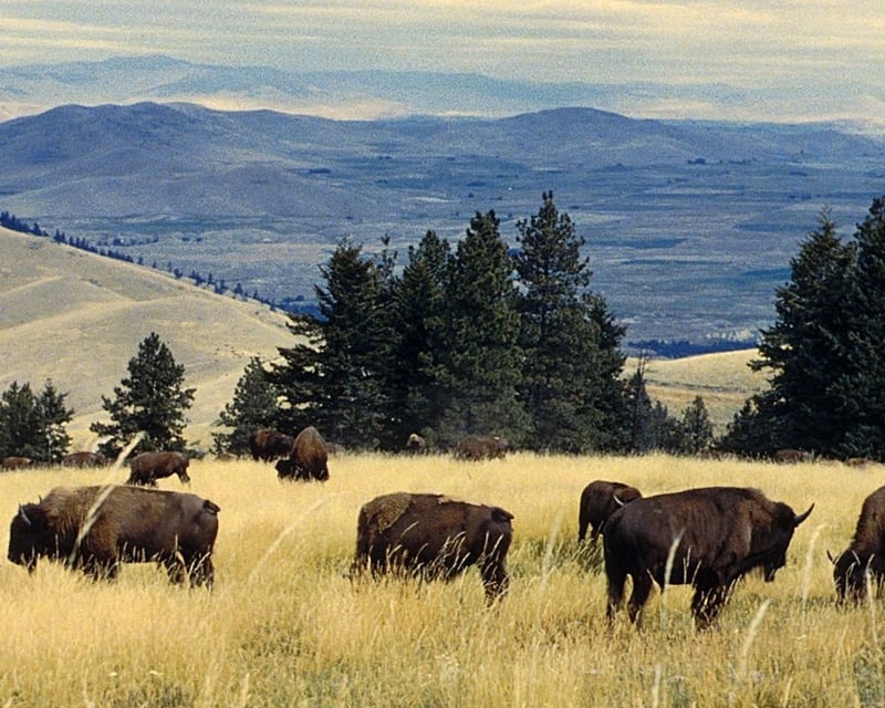National Bison Range & Flathead Lake Driving Tour