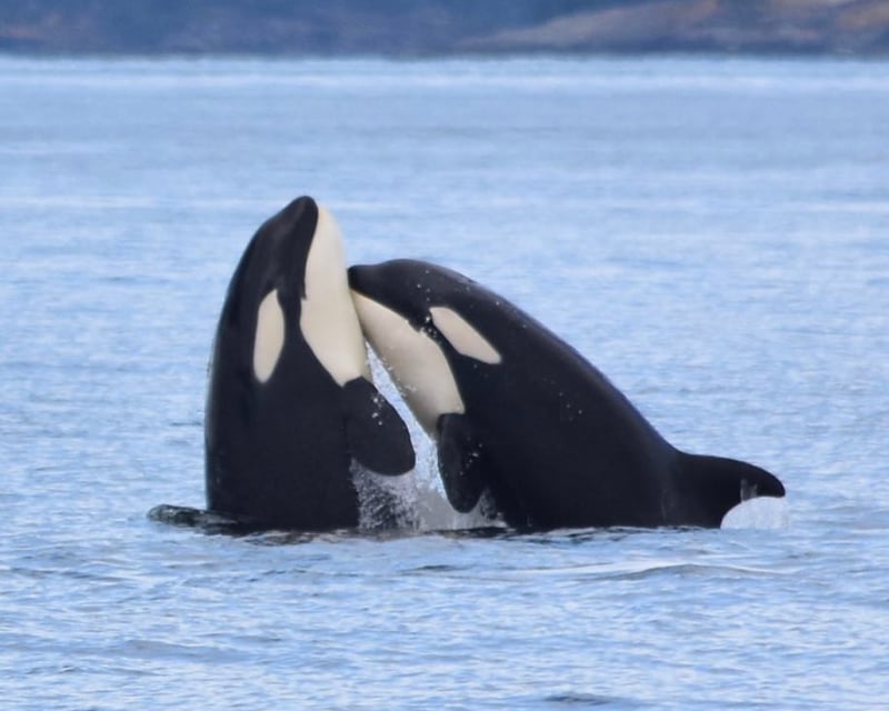 Orca Whale Watching Cruise in Eastsound