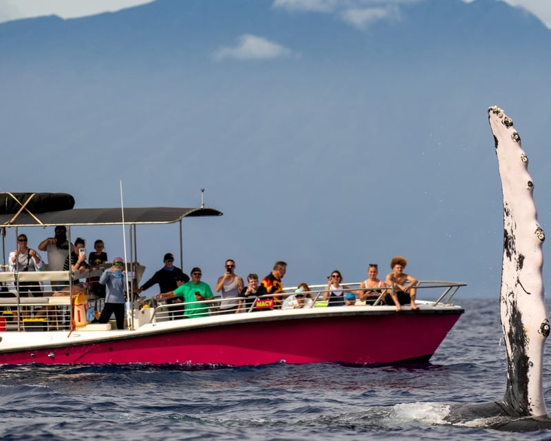 Midday Whale Watching Cruise in Lahaina