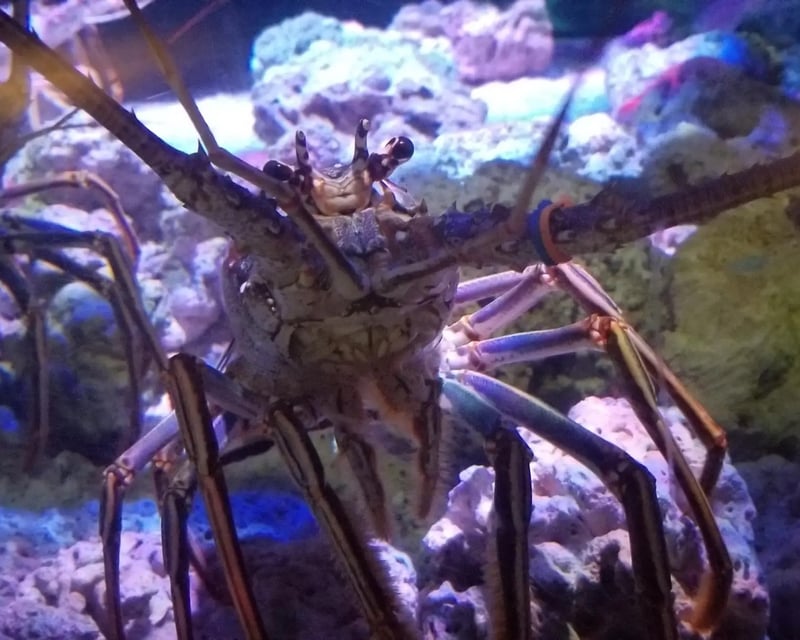 Private Spiny Lobster Encounter at Downtown Aquarium Denver