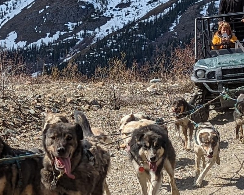 Sled Dog Cart Tour From Skagway With Puppies