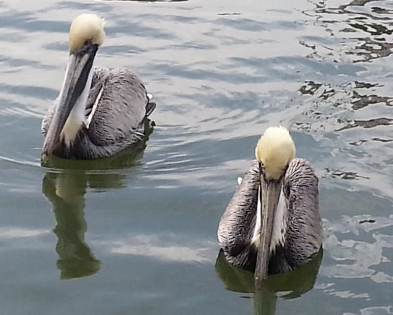 Private Charleston Harbor Boat Tour from Shem Creek