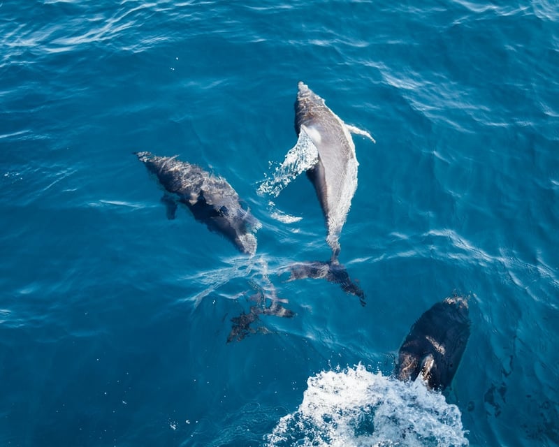 Private Dolphin & Wildlife Eco Boat Tour in Carolina Beach