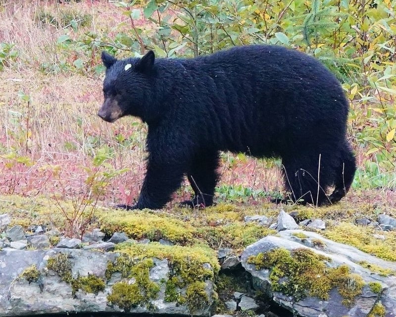 Ketchikan Rainforest Guided Tour