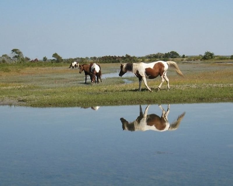 Chincoteague Wild Pony Cruise