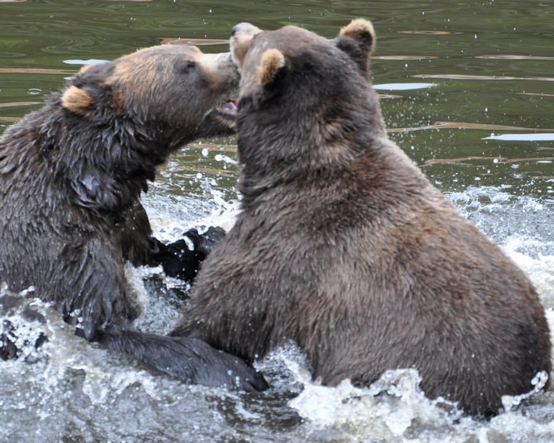 Private 2-Hour Sitka Wildlife & Totems Tour