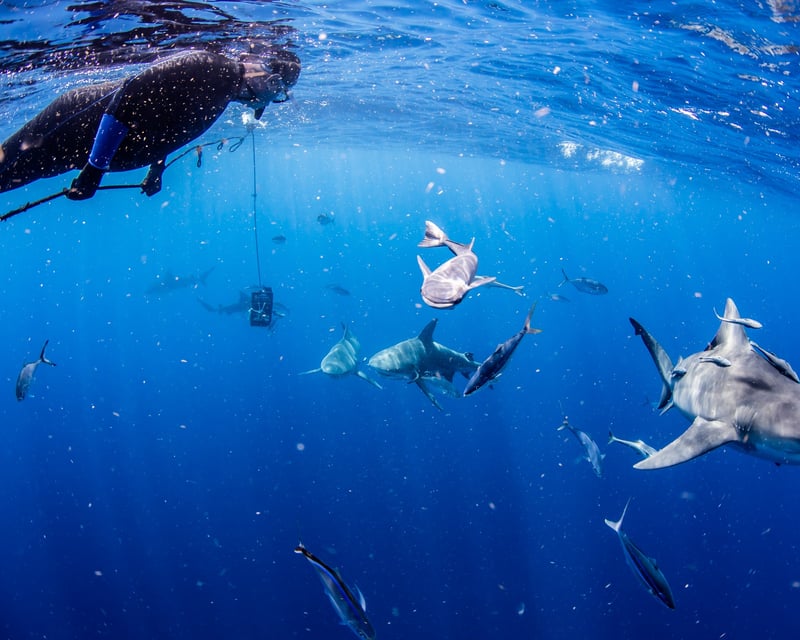 Private Shark Snorkeling Charter in Riviera Beach
