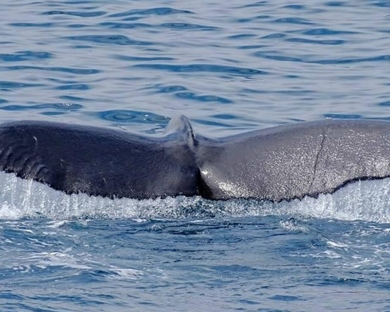 3-Hour Whale Watch & Nature Cruise in Marina Del Rey