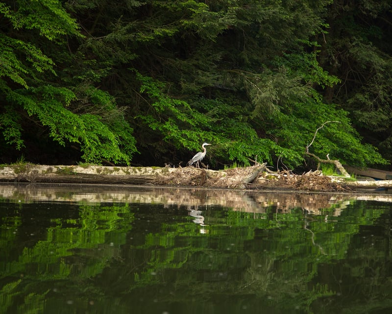 15-Mile Kinzua Dam to Buckaloons Kayak Trip