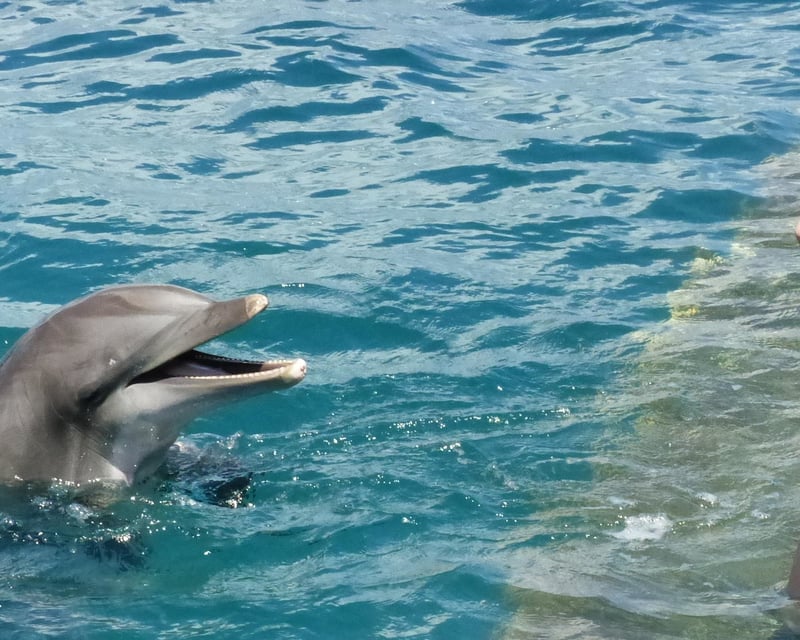 Shallow-Water Dolphin Encounter in St. Thomas