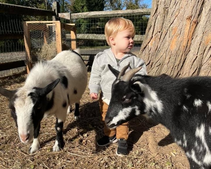 Meet Rescued Farm Animals in Dresher