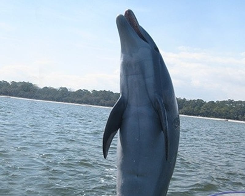 1.5-Hour Dolphin Cruise in Hilton Head