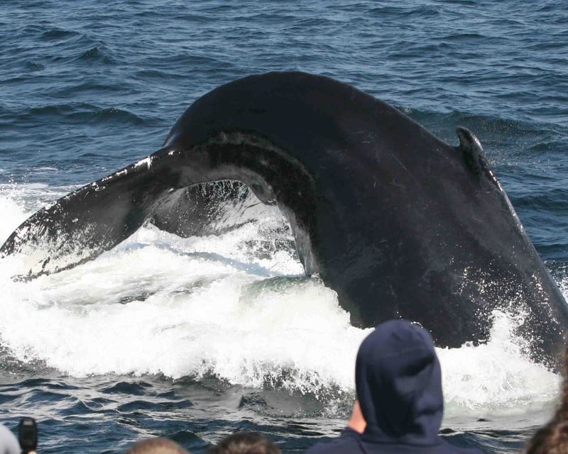 Narrated Whale Watching Cruise From Gloucester