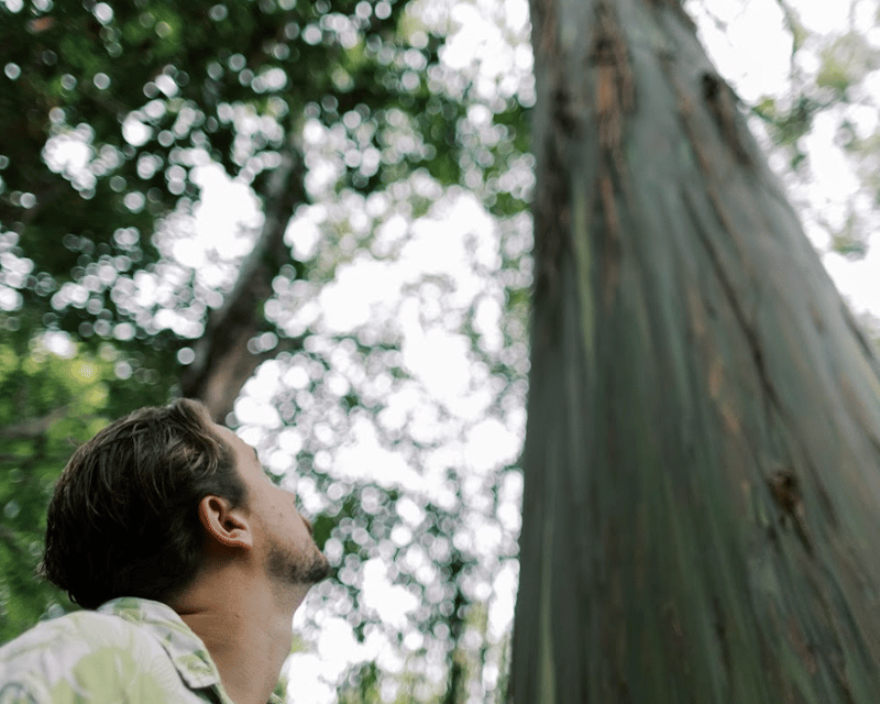 Guided Forest Bathing at Kona Cloud Forest Sanctuary