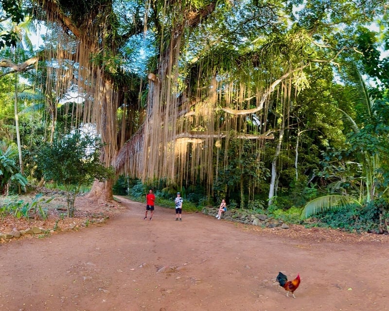 Maui Local Favorites Guided Tour
