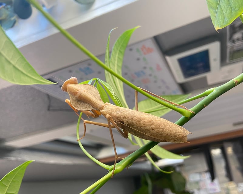 Insect Zoo & Museum Admission at Portland Insectarium