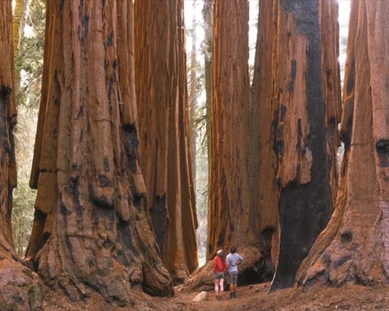 Sunset Guided Hike in Sequoia National Park